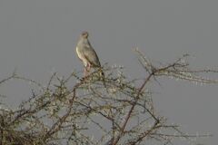 Melierax canorus argentior