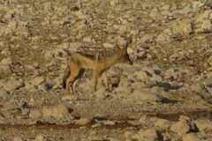 Lupulella mesomelas mesomelas