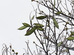 Cenostigma pluviosum