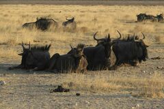 Connochaetes taurinus taurinus