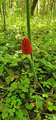 Arisaema dracontium