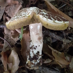 Boletus reticulatus