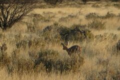 Raphicerus campestris