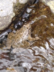 Discoglossus scovazzi