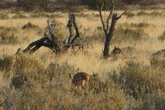 Raphicerus campestris