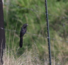 Crotophaga sulcirostris