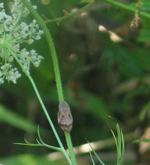 Lepyronia quadrangularis