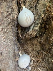 Lycogala flavofuscum