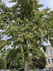 Tilia cordata