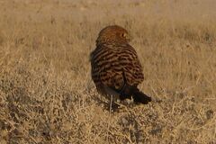 Falco rupicoloides