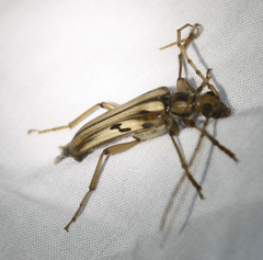 Ortholeptura valida