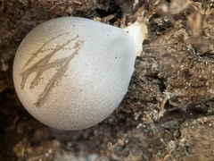 Lycogala flavofuscum