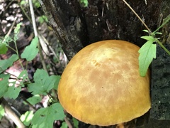 Gymnopilus luteus