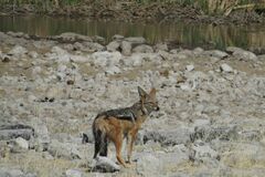 Lupulella mesomelas mesomelas