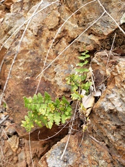 Myriopteris microphylla