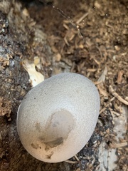 Lycogala flavofuscum