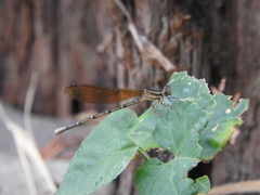 Argia rhoadsi