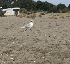 Ichthyaetus melanocephalus