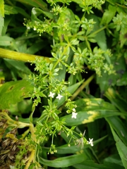 Galium asprellum