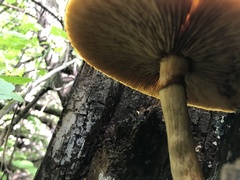 Gymnopilus luteus