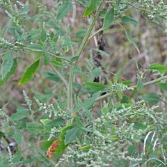 Chenopodium