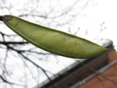Cenostigma pluviosum