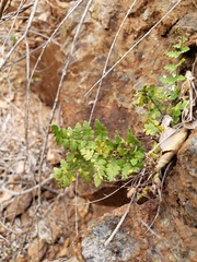 Myriopteris microphylla