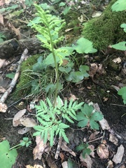 Sceptridium dissectum