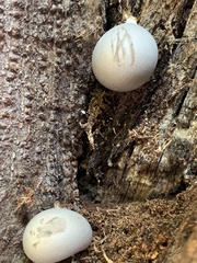 Lycogala flavofuscum