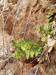 Myriopteris microphylla