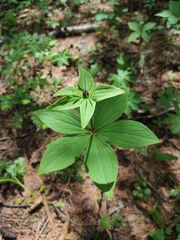 Paris verticillata