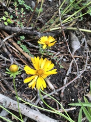 Coreopsis lanceolata