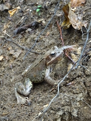 Rana arvalis