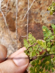 Myriopteris microphylla