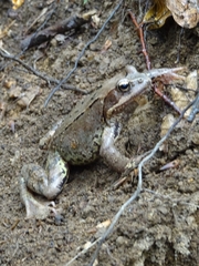 Rana arvalis