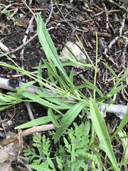 Coreopsis lanceolata
