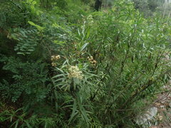 Baccharis salicifolia