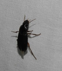 Pseudoophonus