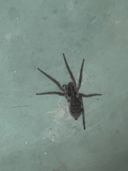 Arachnida