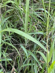 Setaria faberi