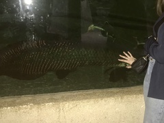 Arapaima