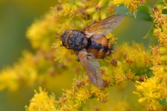 Tachina fera