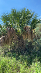 Sabal palmetto