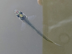 Atheriniformes