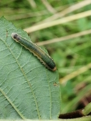 Nematinus fuscipennis