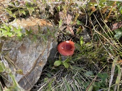 Russula