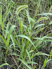 Setaria faberi