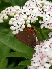 Satyrium w-album