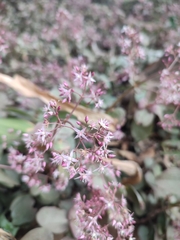 Crassula multicava