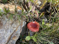 Russula